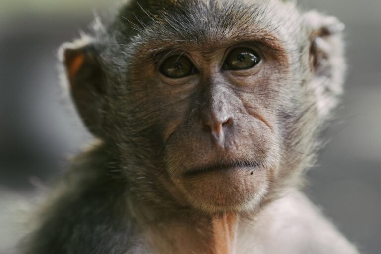 Detailed close-up of a long-tailed macaque with expressive eyes, photographed in Bali's natural habitat.
