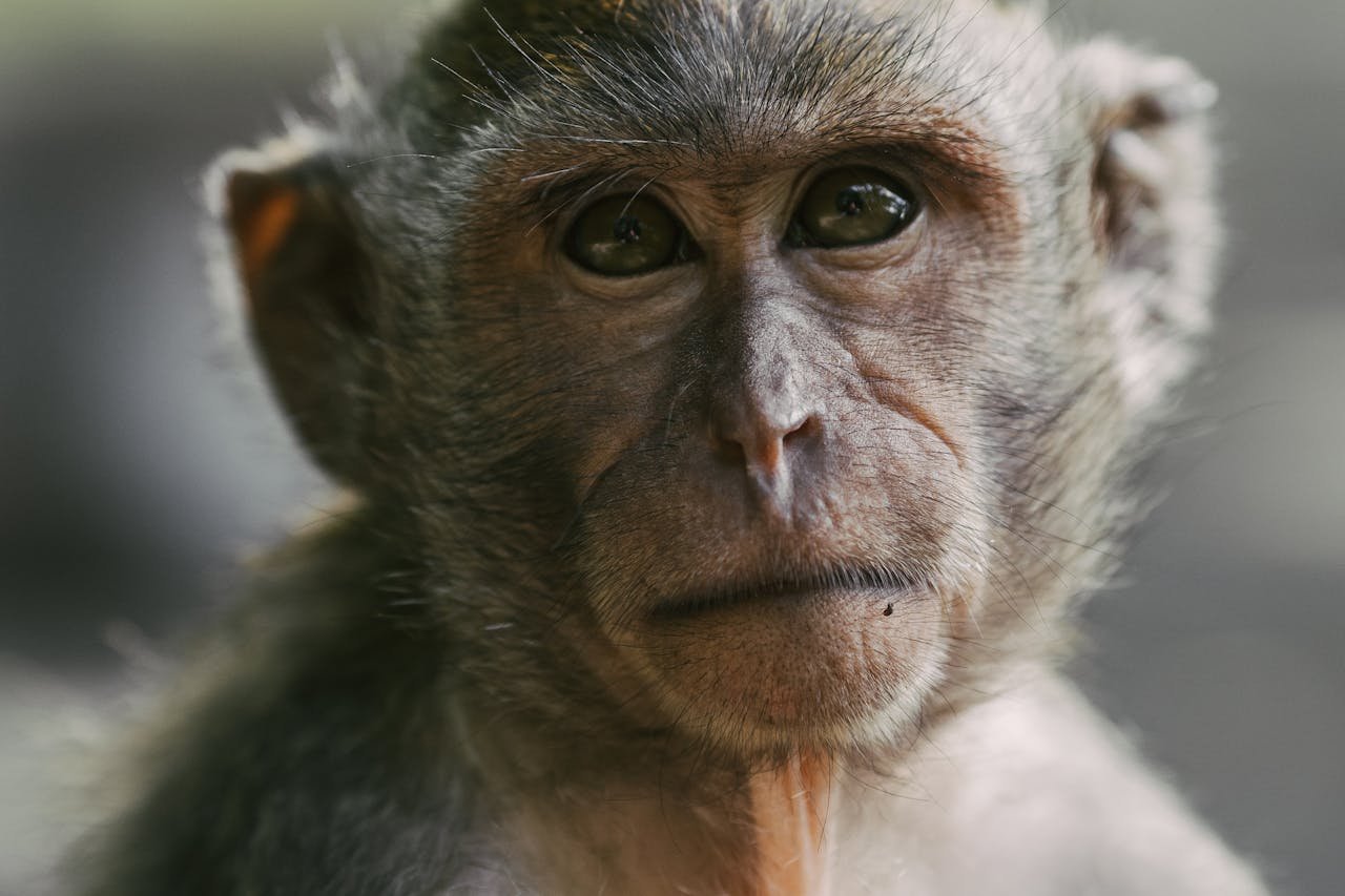 Detailed close-up of a long-tailed macaque with expressive eyes, photographed in Bali's natural habitat.